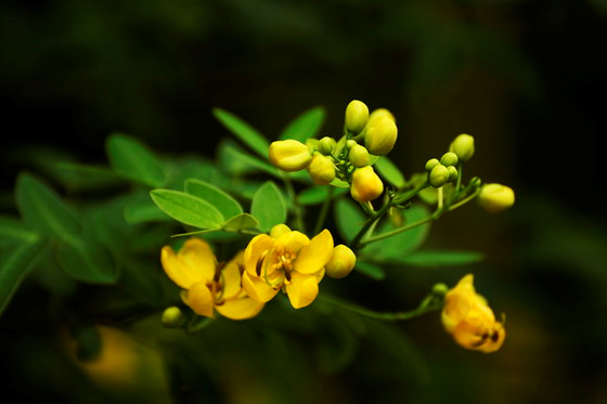 灌木黄花槐